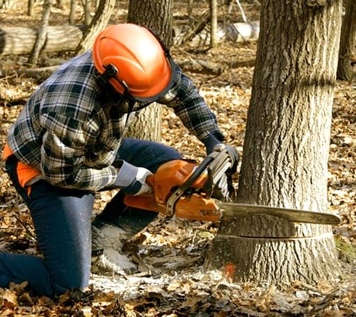 Tree Removal in Hackensack, MN